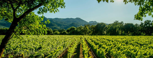 Pourquoi choisir les vins du Languedoc ? - Les Secrets Divins