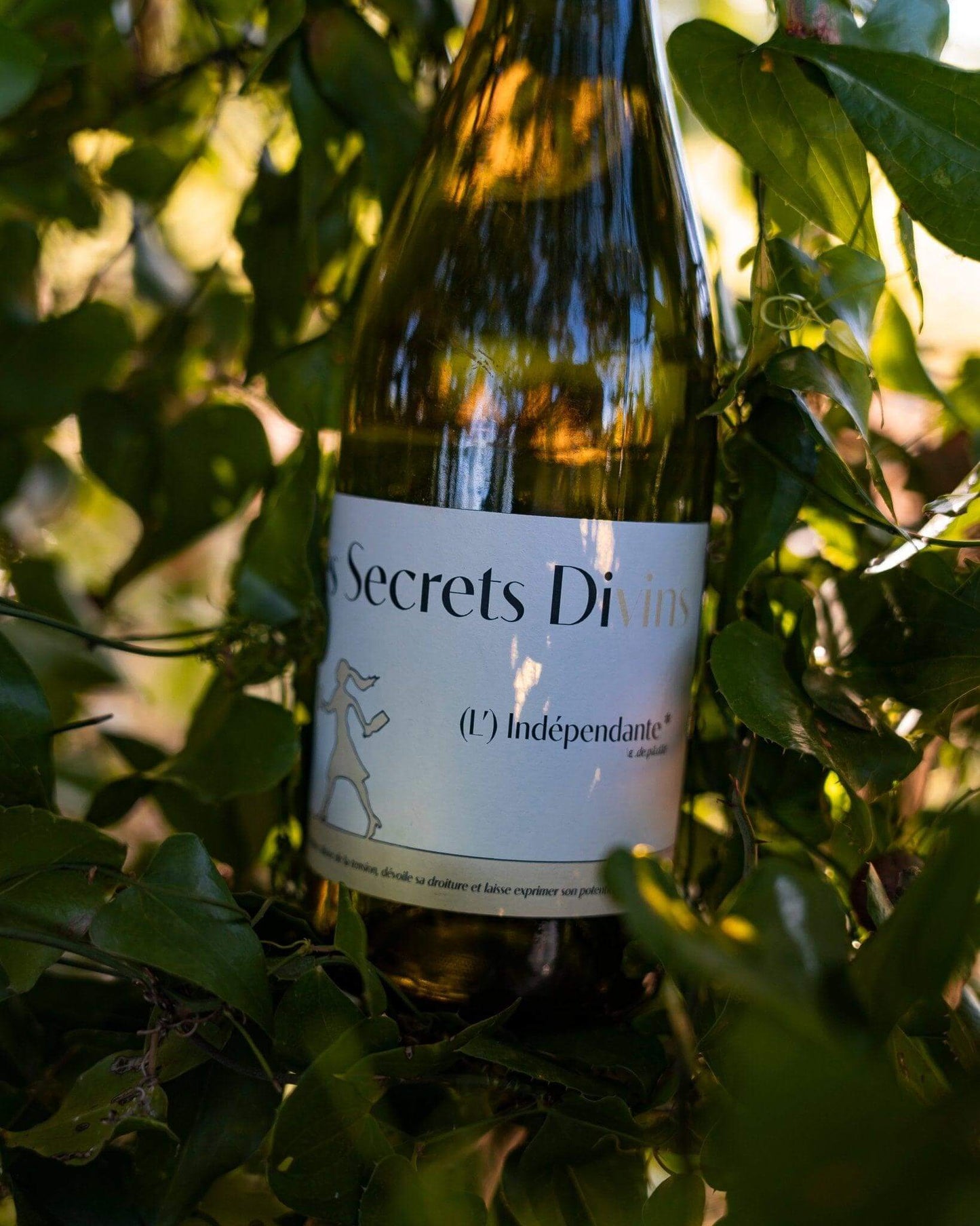 Vin blanc sec du Languedoc, parfait pour les amateurs de vin rafraîchissant